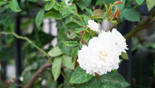 All You Need to Know About Growing Gardenias Indoors