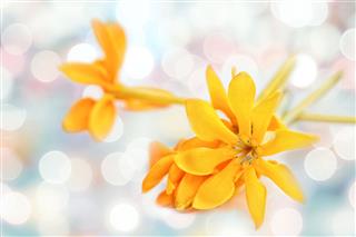 Golden Gardenia Flowers