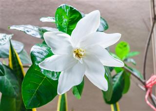 Single Fresh Blooming White Gardenia Collinsiae