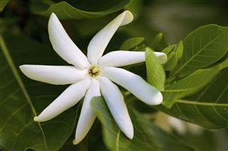 White Hawaiian Flower Gardenia