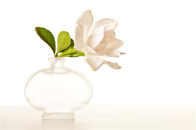 White Gardenia Blossom On Marble Table