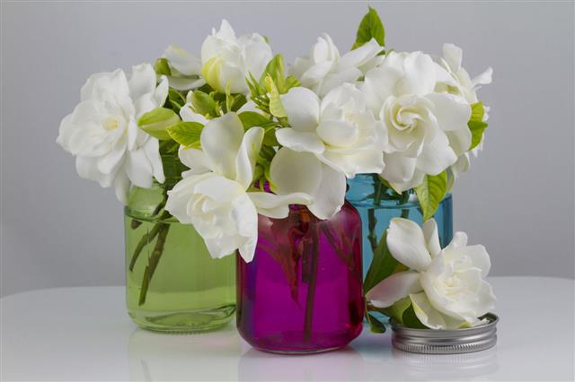 Bouquet Of Gardenias