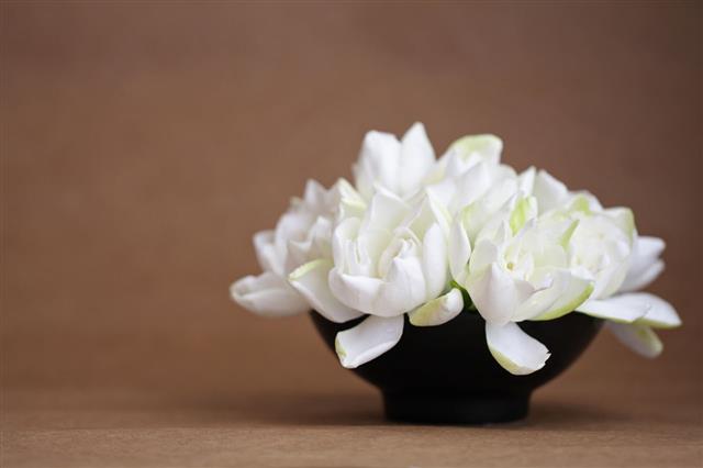 Gardenia Flowers In A Black Vase