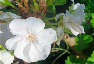 Wet White Geraniums
