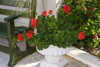 Red Geraniums In Pots At Garden
