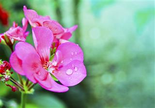 Wet Geranium Flower Pink Flower