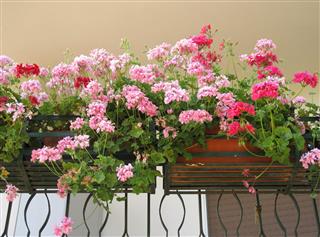 Geraniums On Balcony