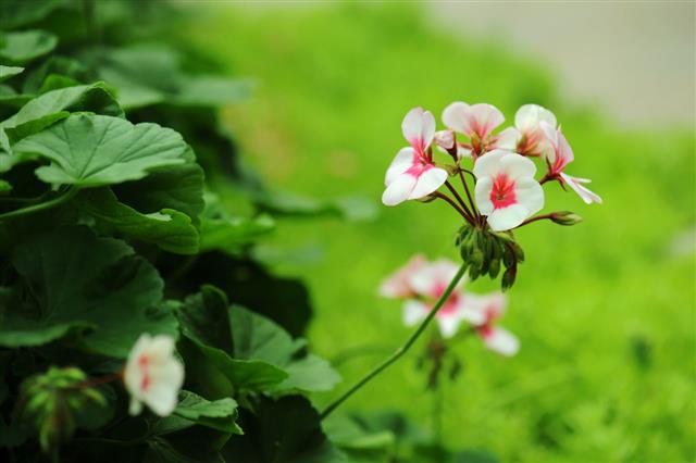 Beautiful Pink Geraniums Flower