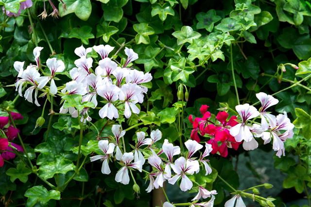 Beautiful Geranium Flowers