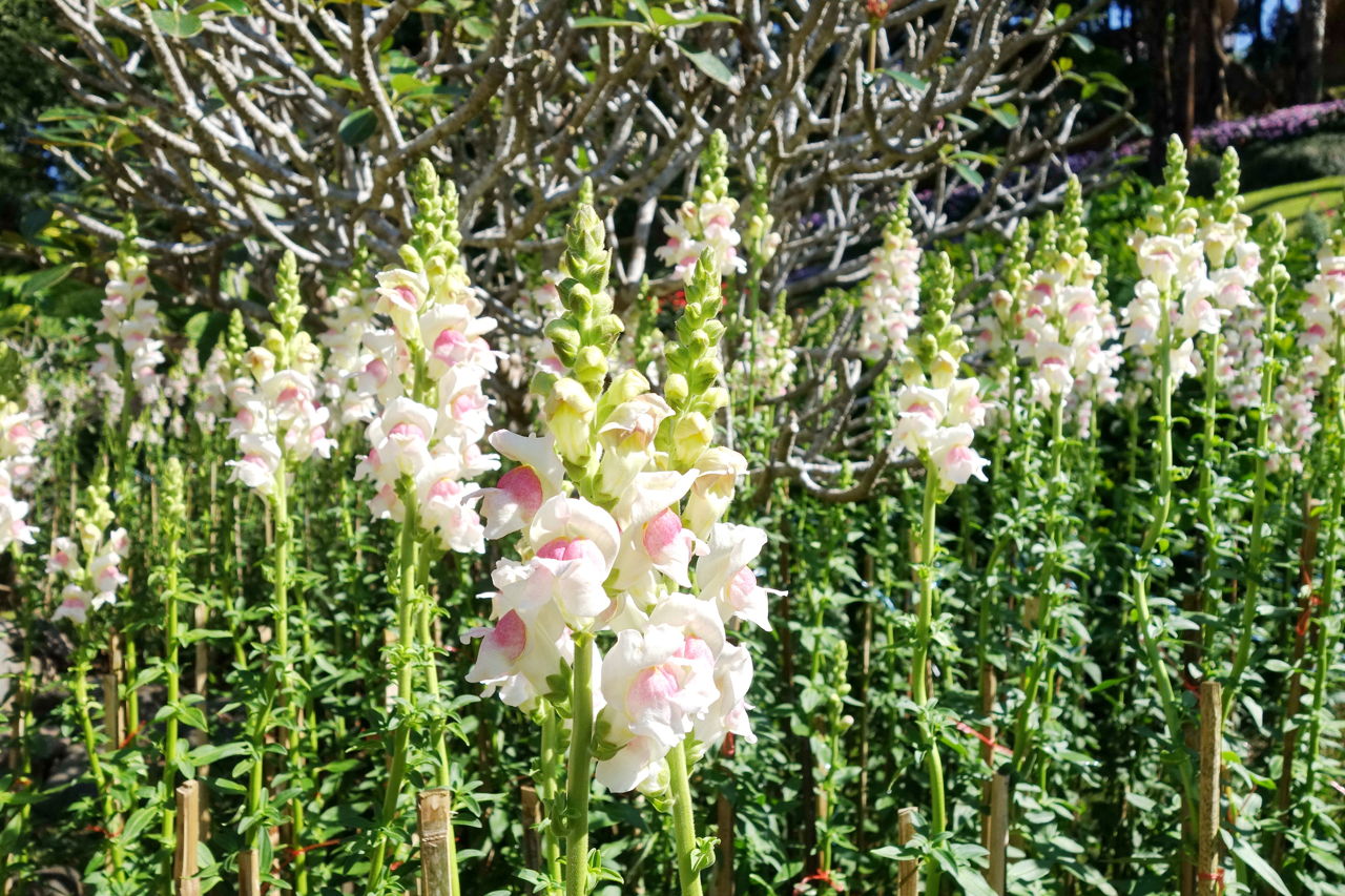 When to Plant Gladiolus - Gardenerdy
