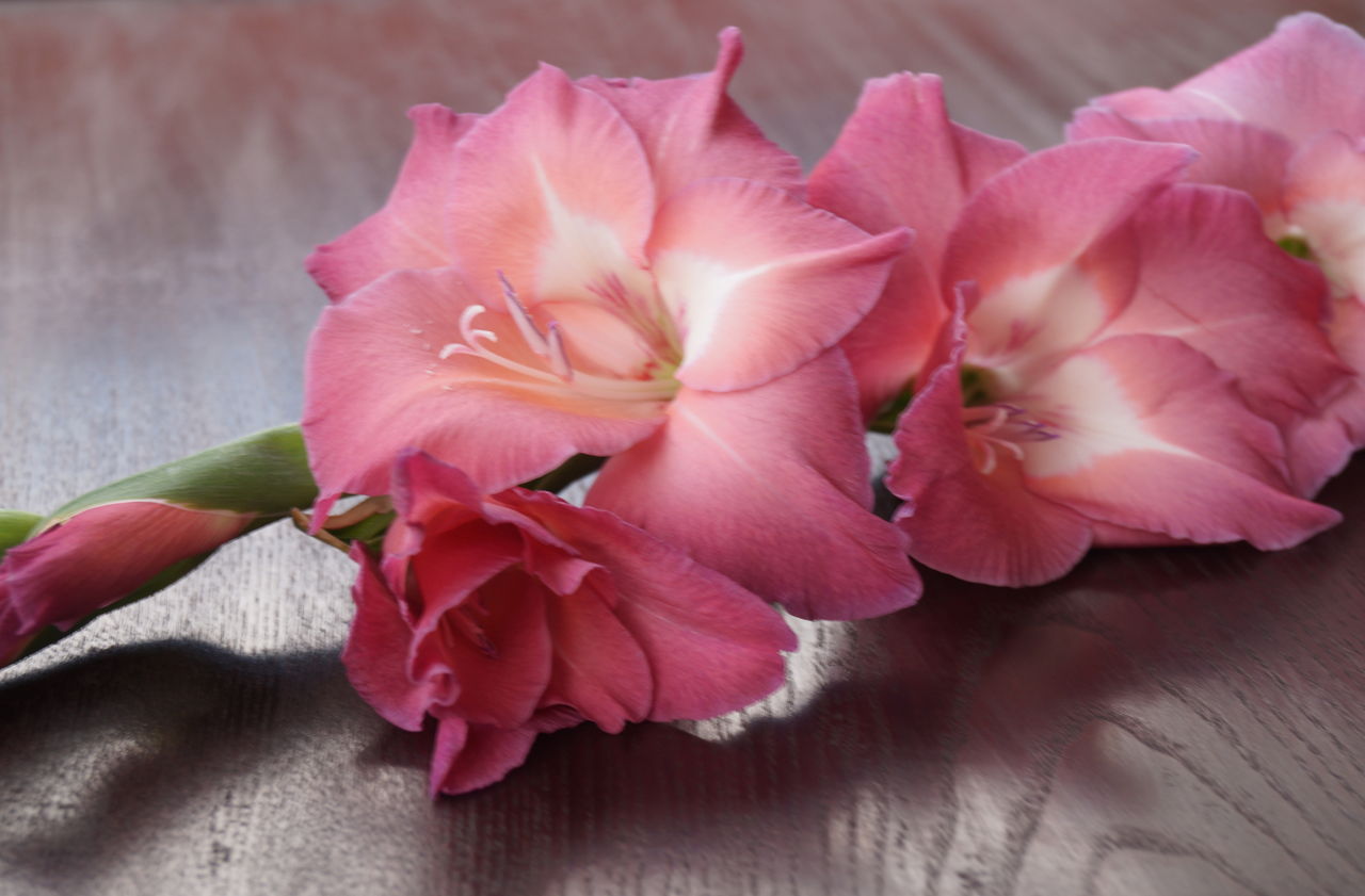 When to Plant Gladiolus