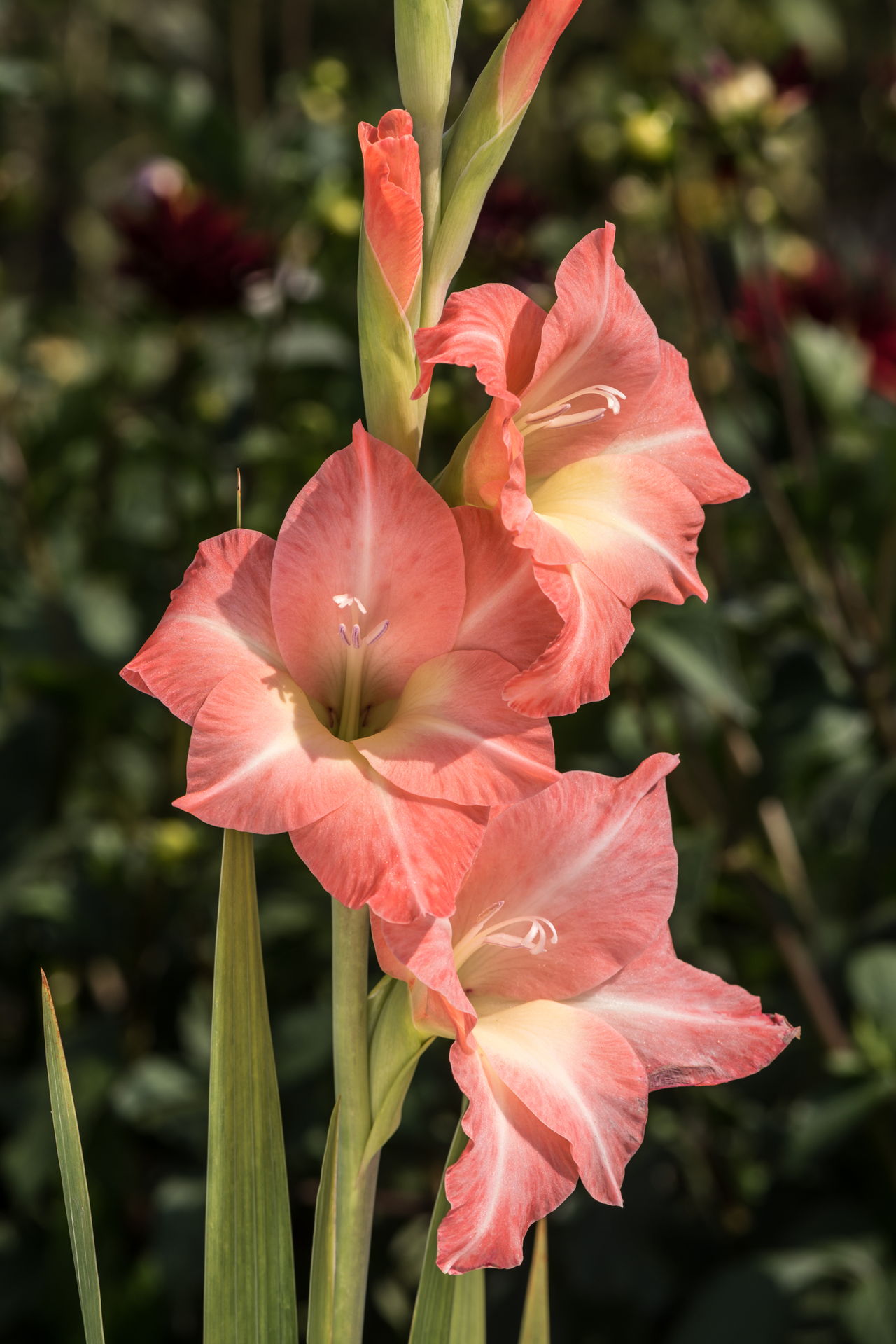 How to Transplant a Gladiolus in 7 Simple Steps