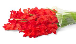 Bouquet Of Red Gladiolus