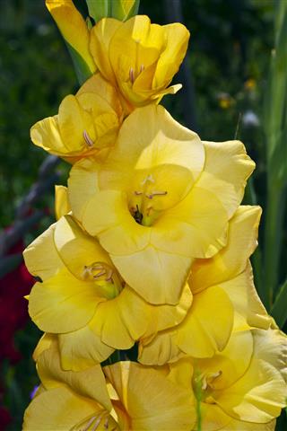 Flowers Yellow Gladiolus