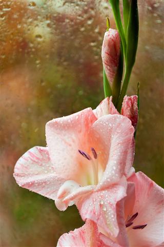Beautiful Pink Gladiolus