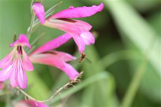 Gladiolus Flowers With Bee