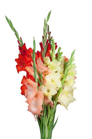Bouquet With Colorful Gladiolus