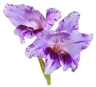 Violet Gladiolus Flower