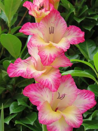 Lovely Colored Pink Gladiolus