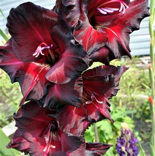 Bright Red Flowers Gladiolus