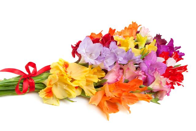 Bouquet Of Colored Gladiolus