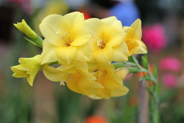 Bunch Of Yellow Gladiolus