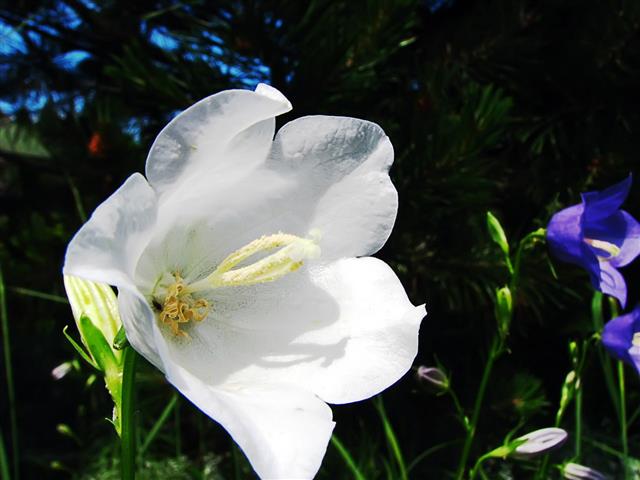 Flower White Gladiolus