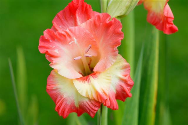 Flower Gladiolus