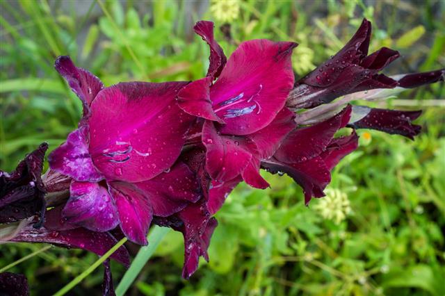 Purple Gladiolus Bed