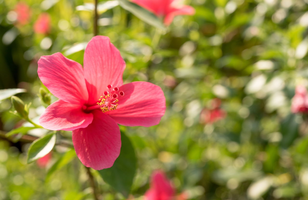 Hibiscus Plant Care