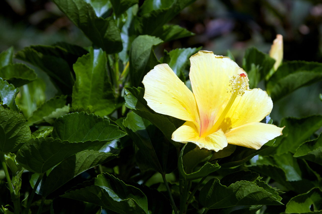 Hardy Hibiscus Care
