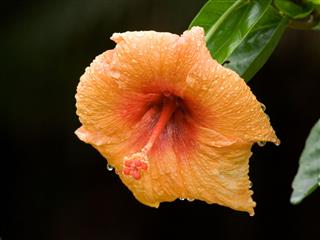 Orange Hibiscus After The Rain