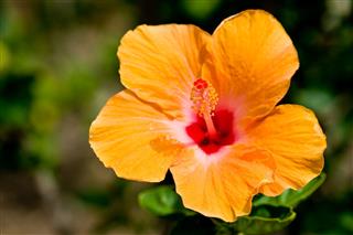 Hibiscus Flower Orange