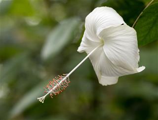 White Hibiscus Rosa Sinensis