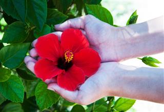 Hibiscus Flower In Woman Hands