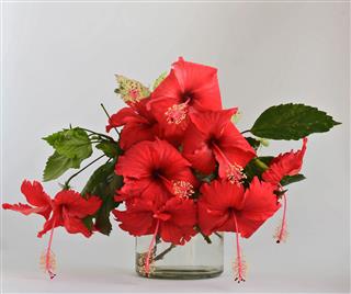 Beautiful Hibiscus Red Flowers