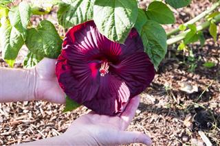 Womans Holding A Large Hibiscus Flower