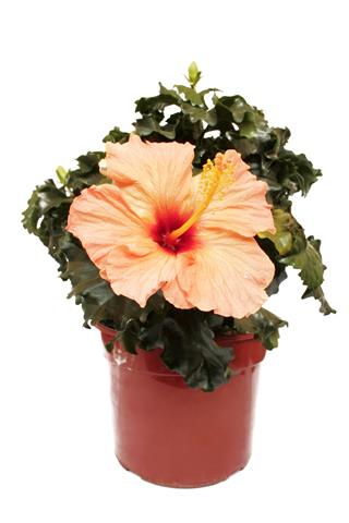 Potted Hibiscus