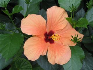 Tropical Hibiscus Flower