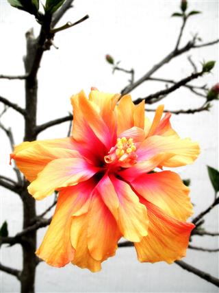 Bright Orange Hibiscus Flower