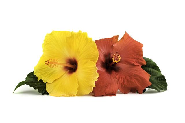 Hibiscus Flowers With Leaves