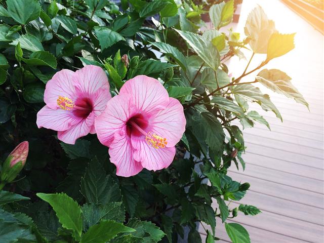Two Beautiful Hibiscus Flowers