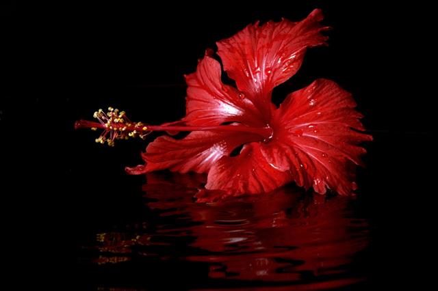 Hibiscus In Water