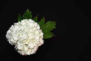 White Hydrangea