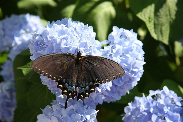 Black Swallowtail Butterfly On Blue Hydrangeas