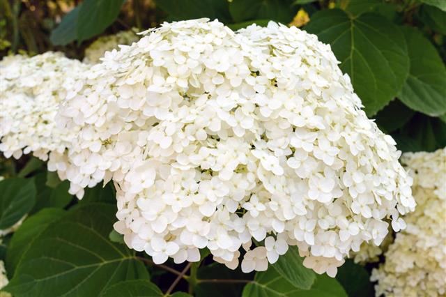 Shrub With White Lush Flowers Hydrangea