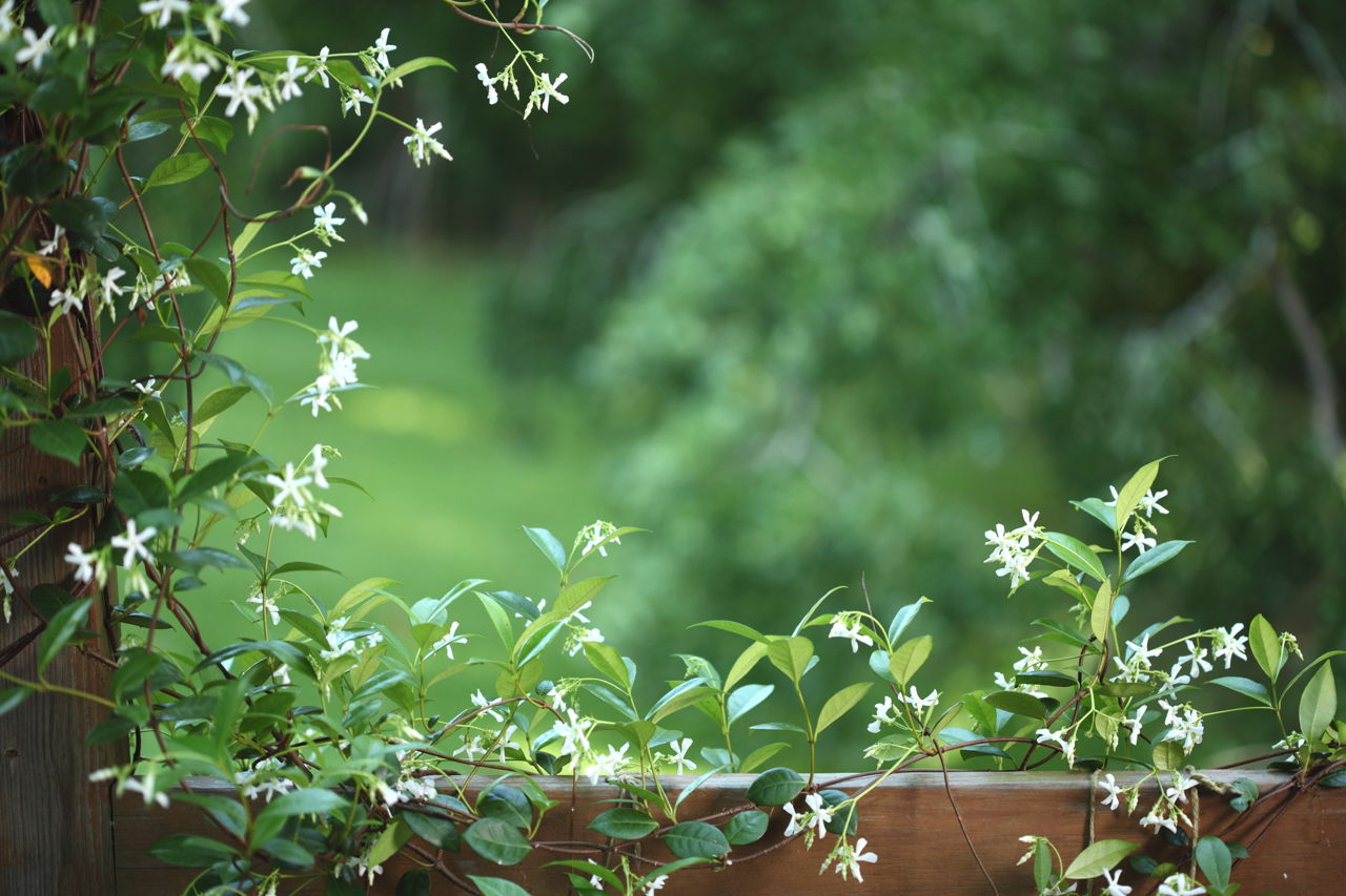 How to Take Care of a Silver Lace Vine