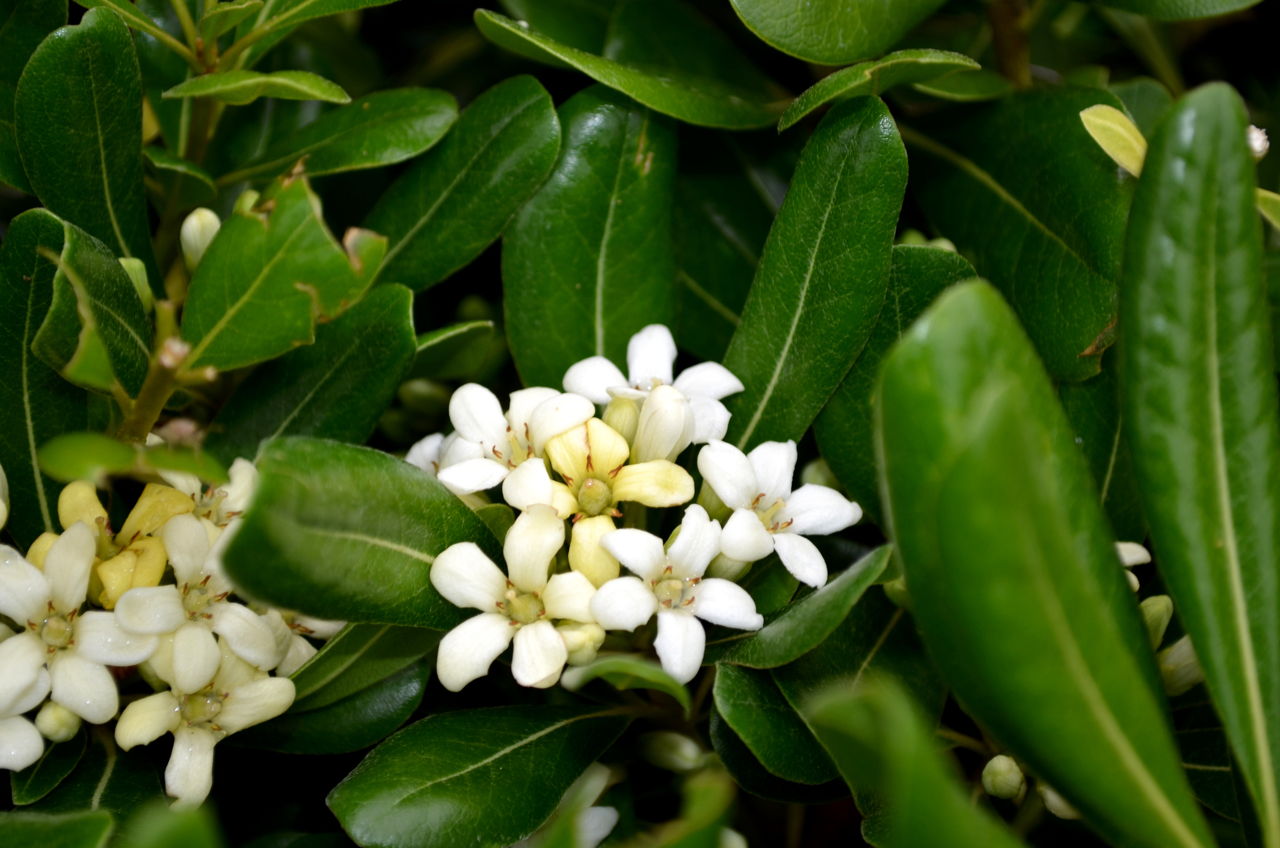 All About Planting And Taking Care of the Star Jasmine Vine - Gardenerdy