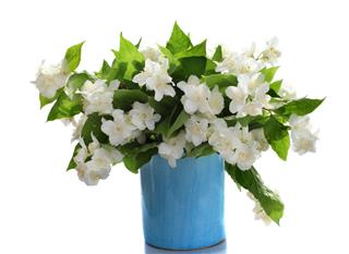 Jasmine Flowers In Small Blue Vase