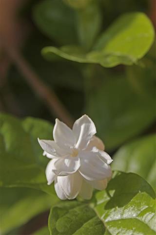 Flower Of Arabian Jasmine